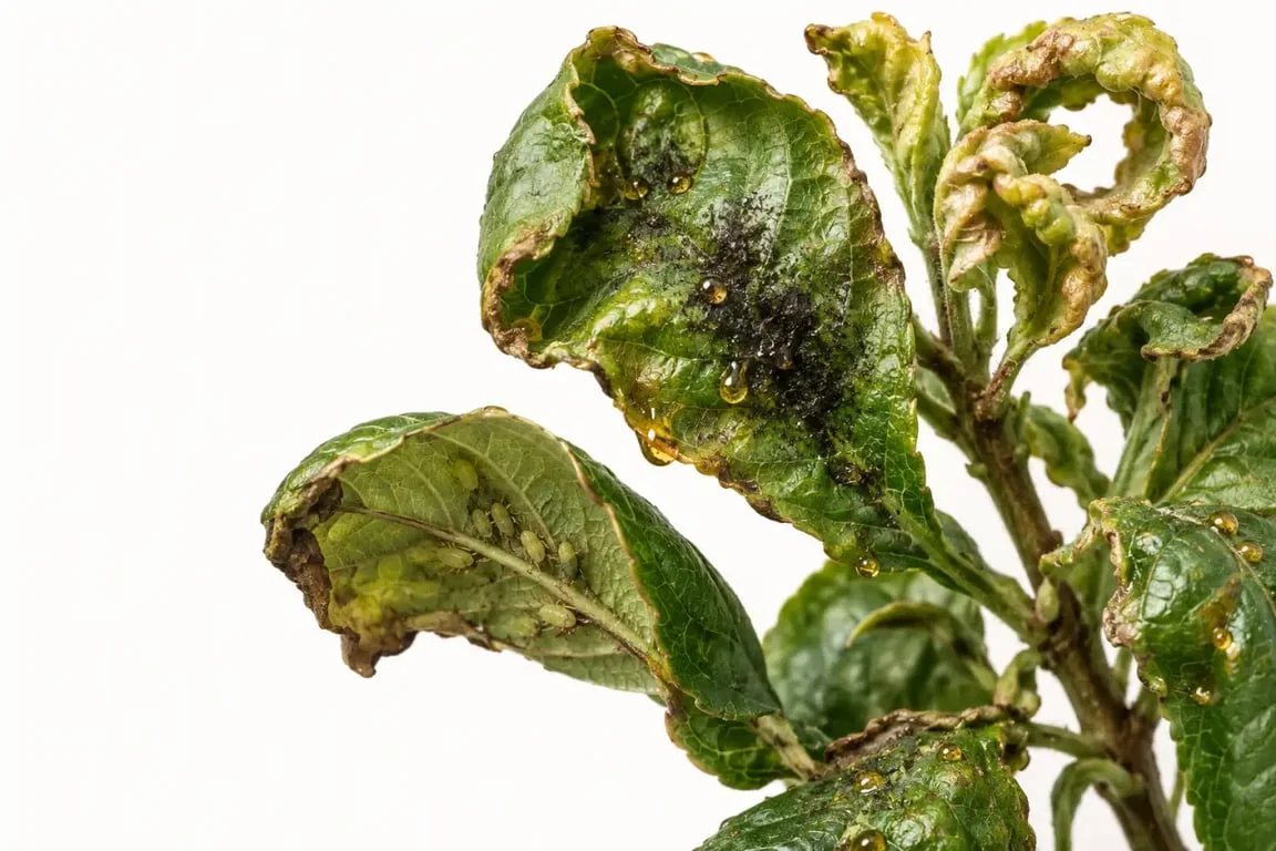 Aphids on plants causing curled leaves, sticky honeydew, and sooty mold